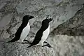 Razorbills