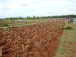 planting trees in Aketrakabe