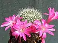 Rebutia minuscula var. minuscula (syn. R. senilis) – form with rose flower