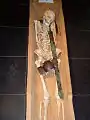 Skeleton from the History Museum