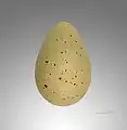Avocet egg