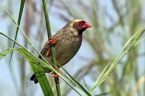 male Q. q. aethiopica in breeding plumage with a yellow wash on the head, Uganda