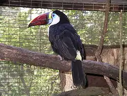 White-throated toucan, (Ramphastos tucanus)