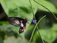 Red-bodied swallowtail, Cairns, Australia.