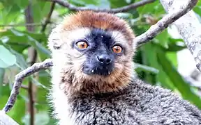 Red-fronted brown lemur showing fangs