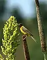 Yavatmal, Maharashtra, India.