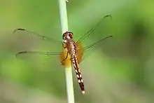 E. fervida, female red-mantled dragonlet, Grand Cayman