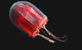The mantle of the red paper lantern jellyfish crumples and expands like a paper lantern.