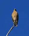 Red-shouldered hawk, Florida sub-species.