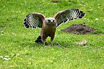 Red-shouldered hawk with a kill