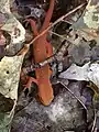 A red-spotted newt among the autumn leaves not far from Bolton, Vermont