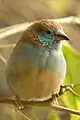 Red-cheeked cordon-bleu, Uraeginthus bengalus