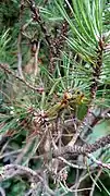Larval clusters on dwarf mugo pine