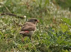 Female with red rump visible