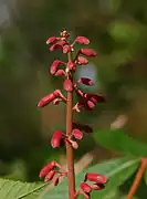 A red flower stalk