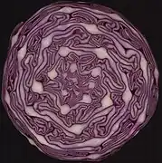 Multiple Fibonacci spirals: red cabbage in cross section