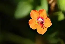 Red Chickweed flower close up.