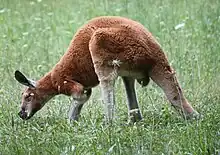 Red kangaroo