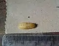 Pupa