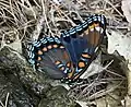 Red-spotted purple, Massachusetts, United States