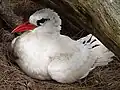 Red-tailed tropicbird