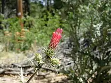 Cirsium arizonicum (Arizona thistle)