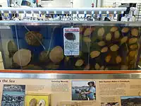 Red abalone aquaculture