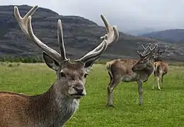 Young red deer, with velvet