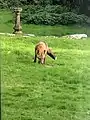 Red fox seen in the garden of a house at Sharptor