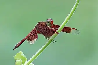 malePhuket, Thailand