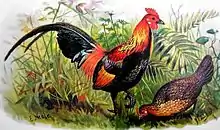 A colourful male junglefowl (left) and a less colourful female junglefowl (right)