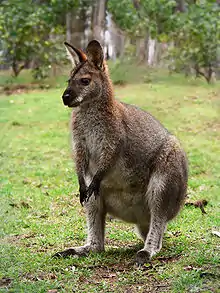 A red-necked wallaby (N. r. banksianus)