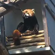 Red panda