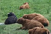 a group of recumbent cattle