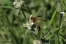 Red potter wasp from United Arab Emirates