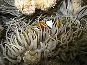 A. bicinctus (two-band anemonefish)