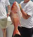 Fisherman with a northern red snapper catch