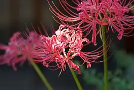 Lycoris radiata, Red spider lily