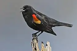 Red-winged blackbird