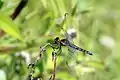 E. famula, female reddish dragonlet, Tobago