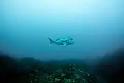 Wild madai in the waters near Yamagata, Japan