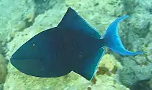 The redtoothed triggerfish is one of the relatively few planktivores of the family.