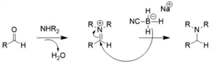 The carbonyl and amine undergo dehydration to form an iminium ion intermediate, which then undergoes reductive amination to form the amine.