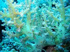 Yellowish white soft coral in Apo Reef