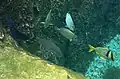 Reef fish seen in snorkeling lagoon at Cayman Turtle Centre