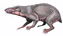Regisaurus jacobi