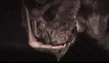 The image depicts two common vampire bats sharing food with one another.