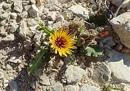 Lone flower of R. tingitana in Cyprus