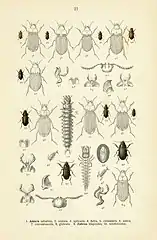 Z. spinipes from Fauna Germanica. ( 9a: head, 9b: labrum, 9c: mandible, 9d: maxilla)