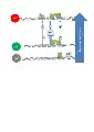 Lysogen repression all 3 sites bound is a low occurrence due to OR3 weak binding affinity.  OR1 repression increases binding affinity to OR2 due to repressor-repressor interaction.  Increased concentrations of repressor increase binding.